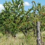 Program supports three tree-fruit projects in the Kootenays