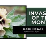 Invasive of the Month