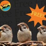 Wings Festival lifting off May 5 with social at Copper Point